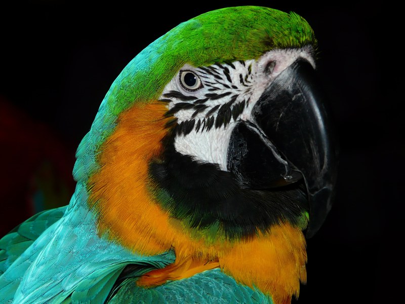 parrot bird animal colorful plumage feather color 4k