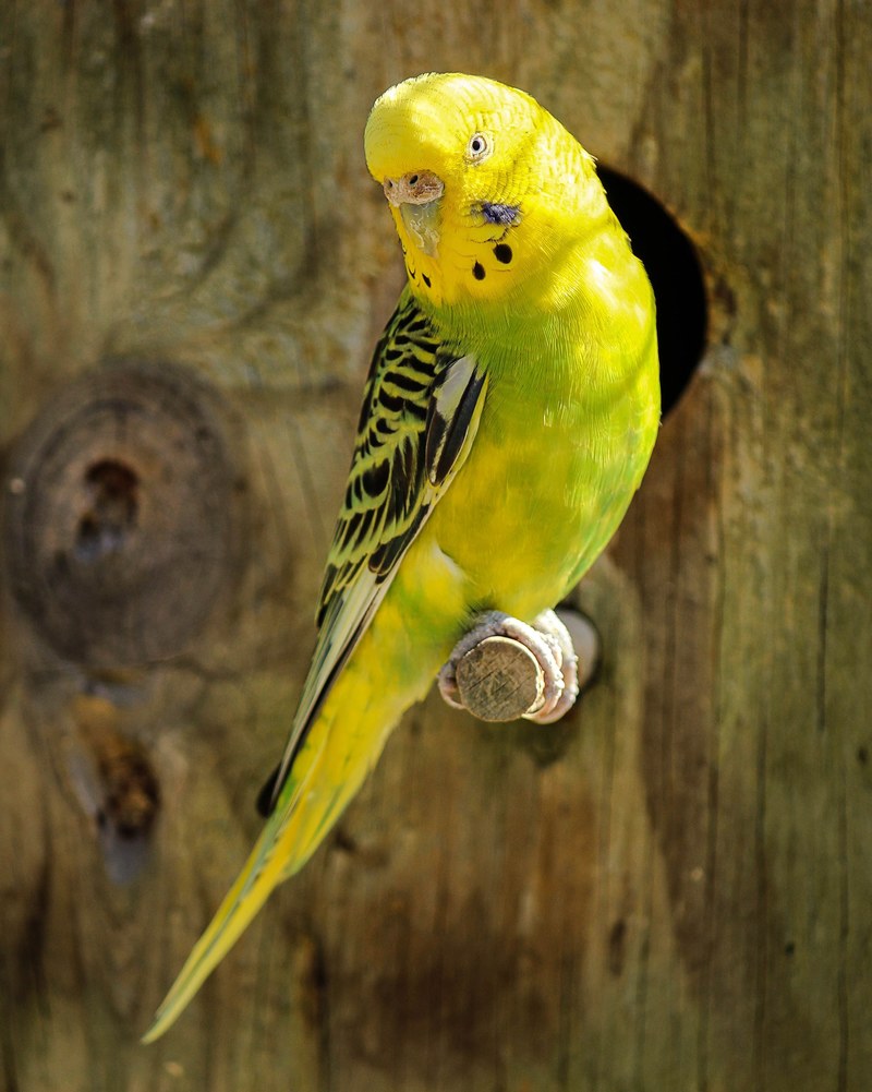 parakeet yellow parakeet green parakeet bird parrot 4k
