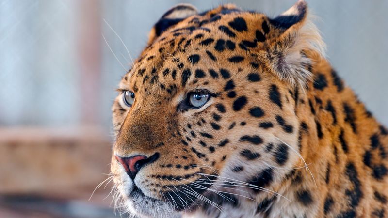 leopard, face, spotted, predator, 4k