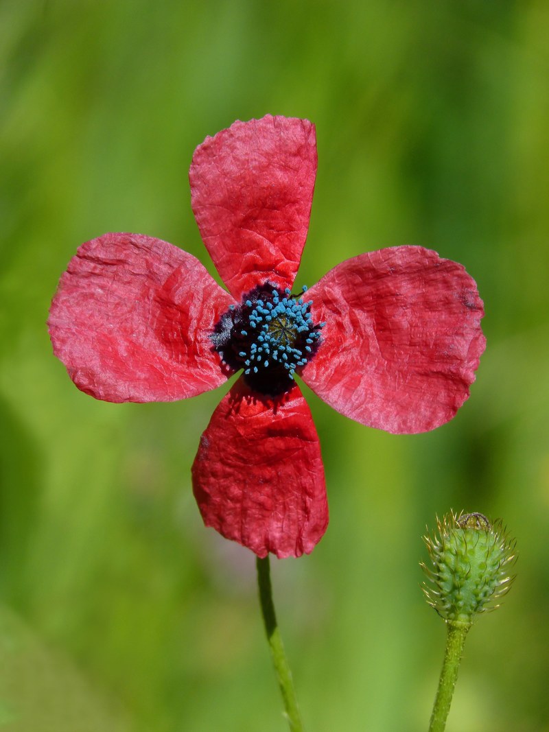 papaver hybridum poppy sad poppy pistils 4k