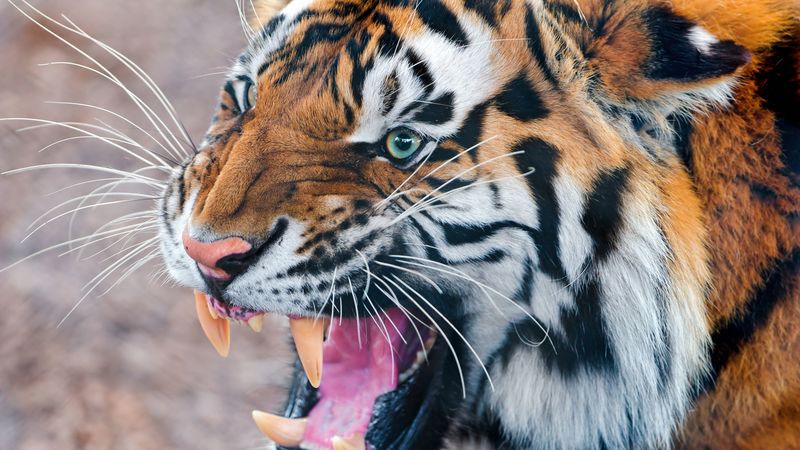 tiger, face, teeth, anger, aggression, 4k