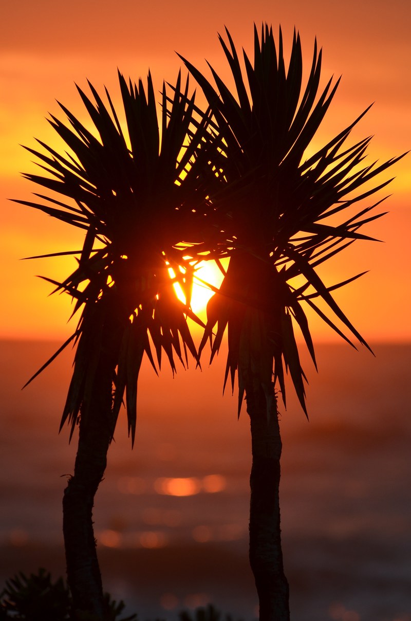 palm trees palms exotic sunset korfu ocean 4k