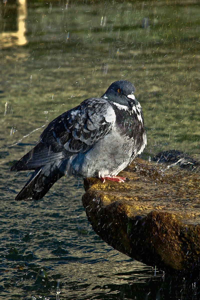 paloma source wings birds 4k