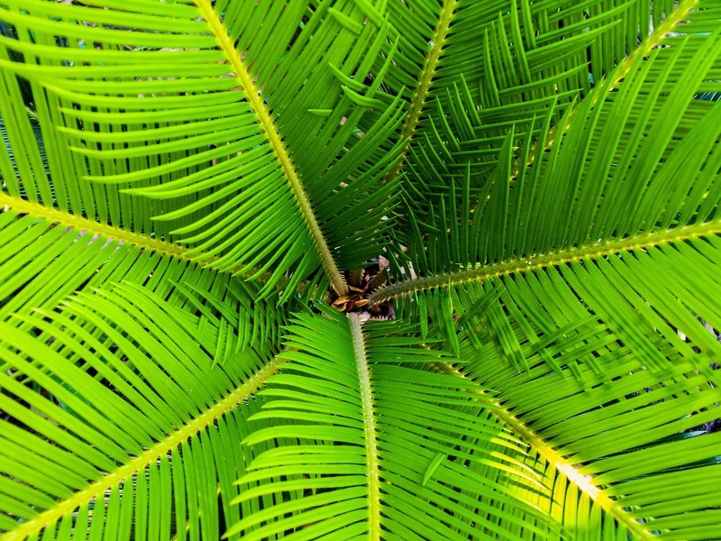 palm james palm tree close 4k
