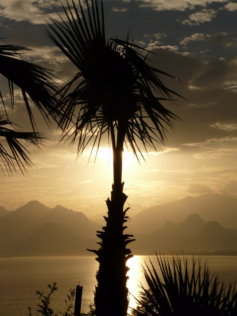palm antalya sea outlook palm trees idyll holiday 4k