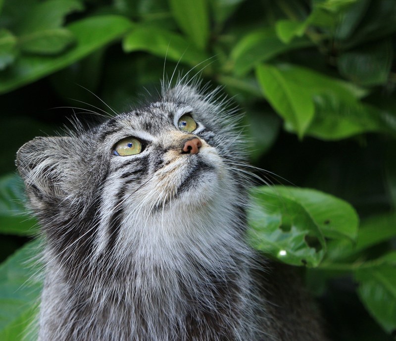 pallas cat cat manul wild wild cat cute wildlife 4k