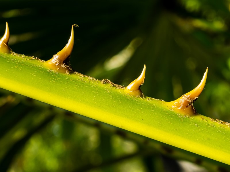 palm branch thorns spur 4k