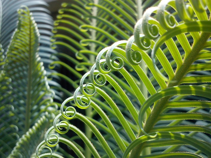 palma plant leaves nature green vegetation 4k