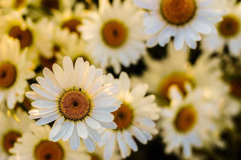 oxeye daisy blossom flora garden bloom yellow 4k