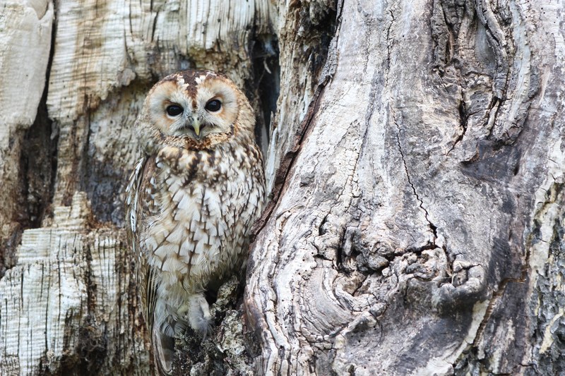 owl camouflage wildlife bird of prey predator bird 4k