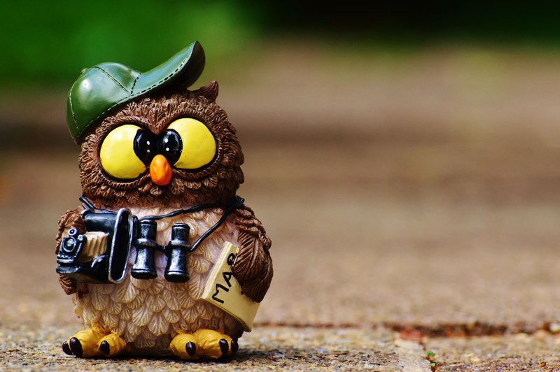 owl photographer photograph tourist binoculars 4k