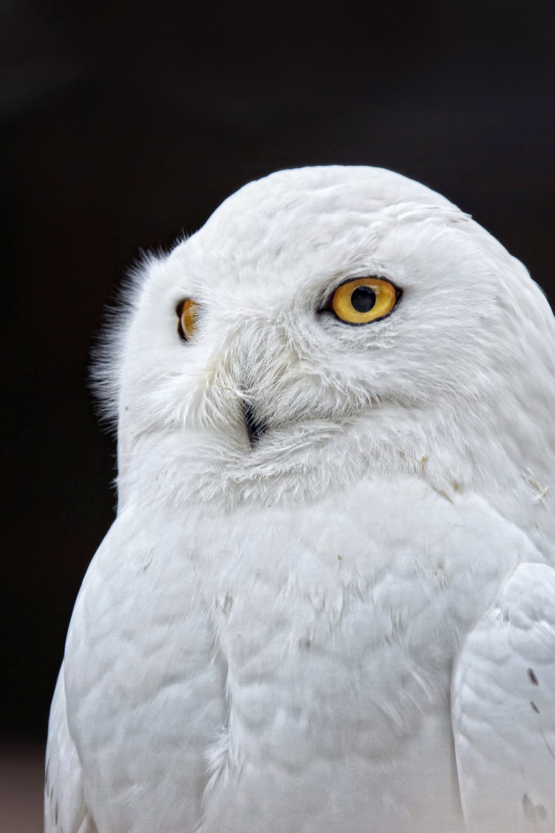 owl yellow eyes white bird close feather plumage 4k