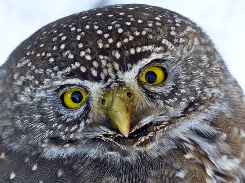 owl young animal bird bird of prey wildlife 4k