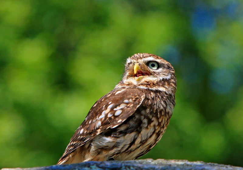 owl little owl bird animal wildlife beautiful 4k