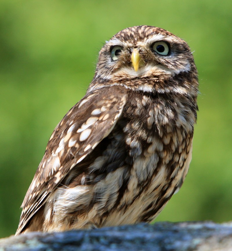 owl bird animal nature little owl beautiful photo 4k