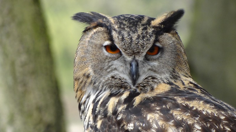 owl eagle owl forest night bird forests feather 4k