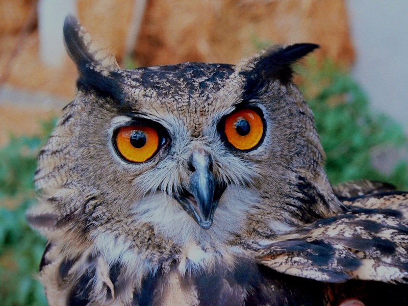 owl horned bird bird of prey predator nocturnal 4k