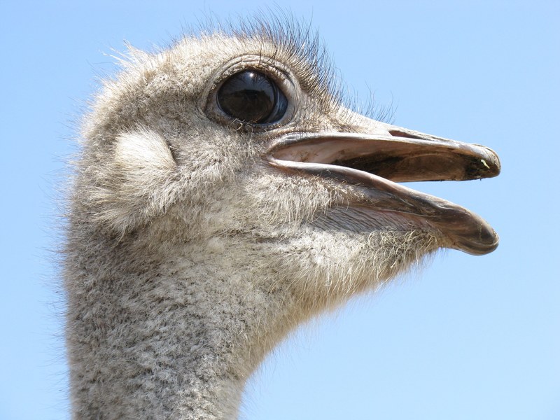 ostrich bird head wings feather wildlife beak 4k