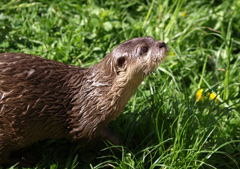 otter animals fur wet curious cute furry 4k