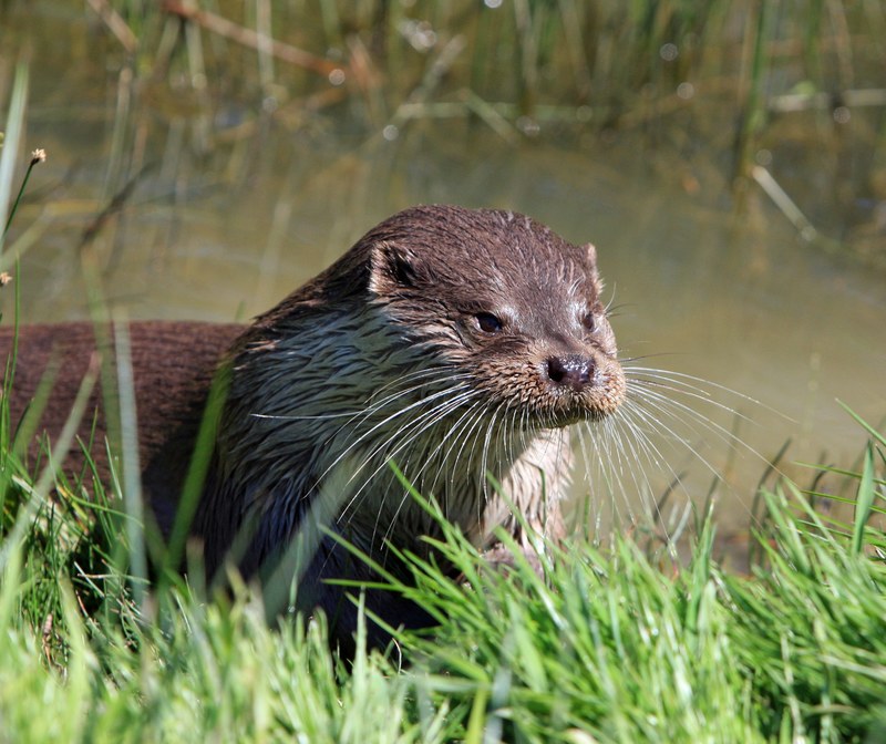 otter animal close up portrait head face details 4k