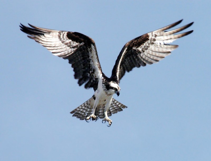 osprey adler bird of prey raptor bird 4k