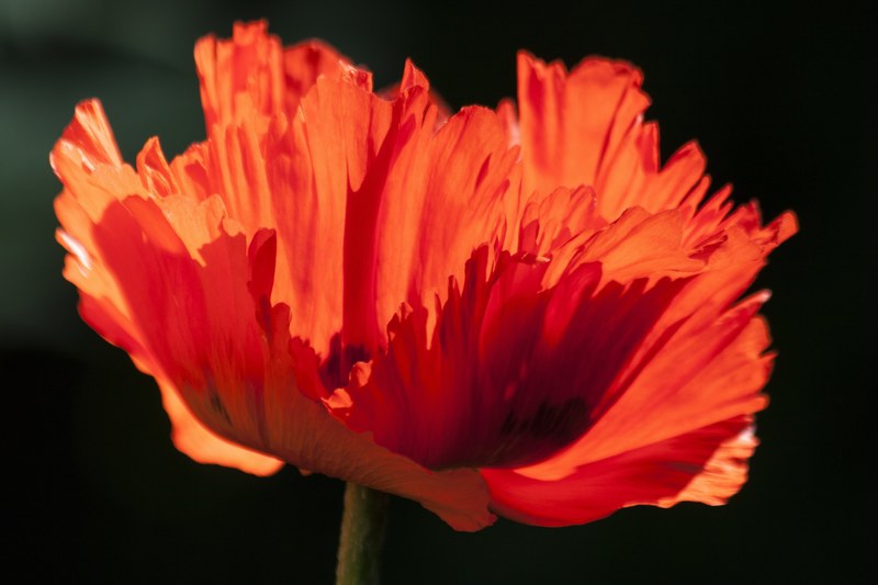 ornamental poppies half rosette plant flower nature 4k