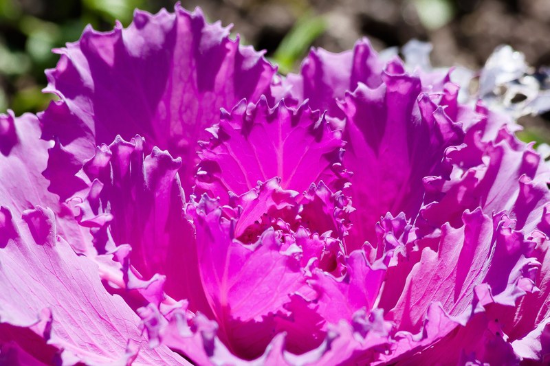 ornamental cabbage brassica oleracea cabbage green 4k