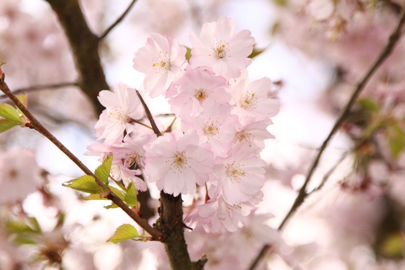ornamental cherry flowers pink tree spring branch 4k