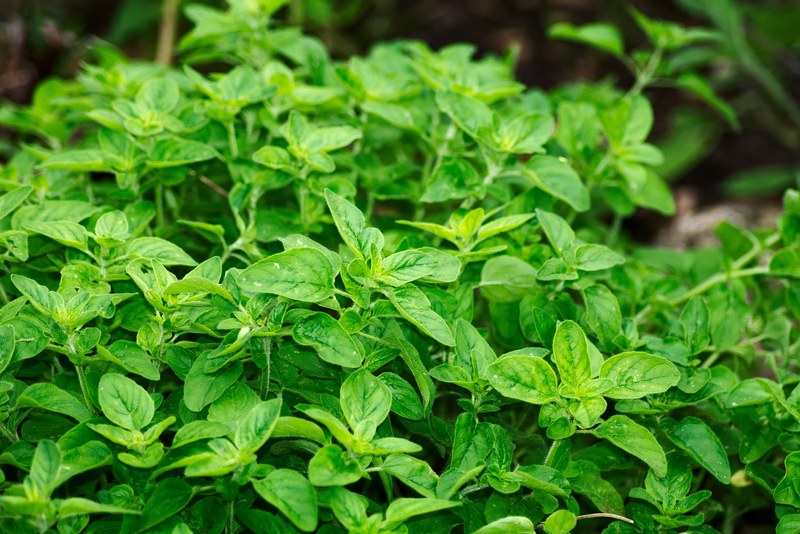 oregano spice aromatic herbs mediterranean 4k