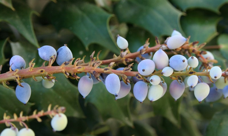 oregon grape holly purple berries mahonia 4k