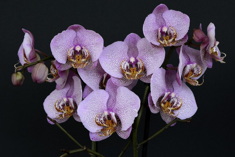 orchids flowers blossom bloom white violet 4k