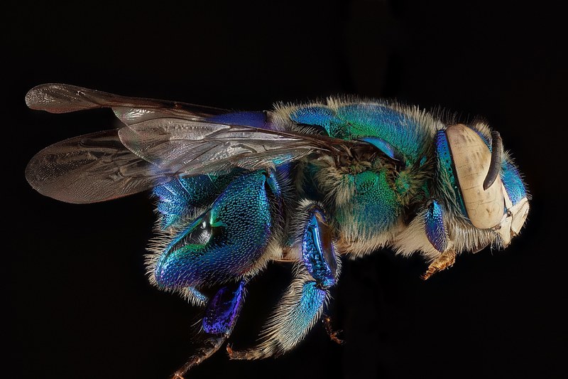 orchid bee macro insect dilemma bee wings male 4k