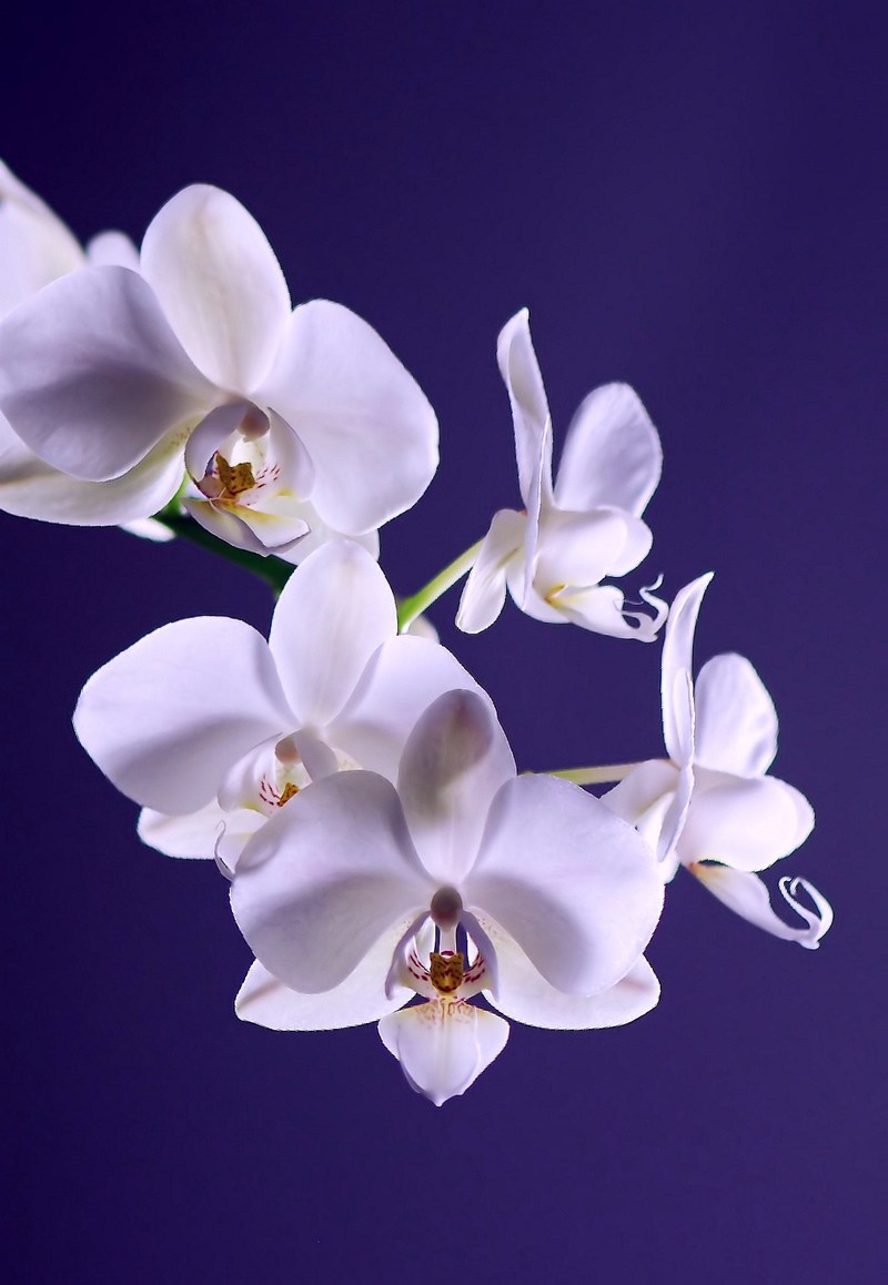 orchid flower plant exotic white tropical 4k