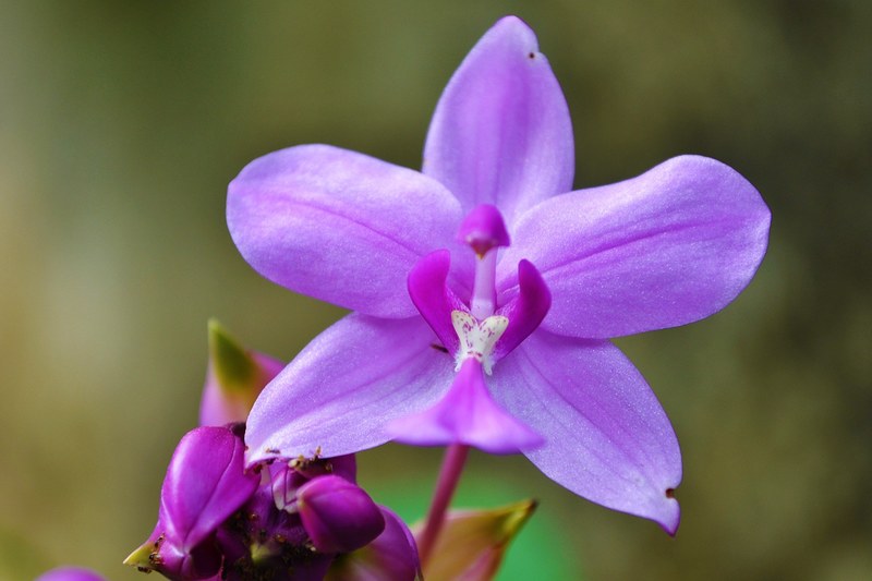 orchid purple orchid garden sri lanka mawanella 4k