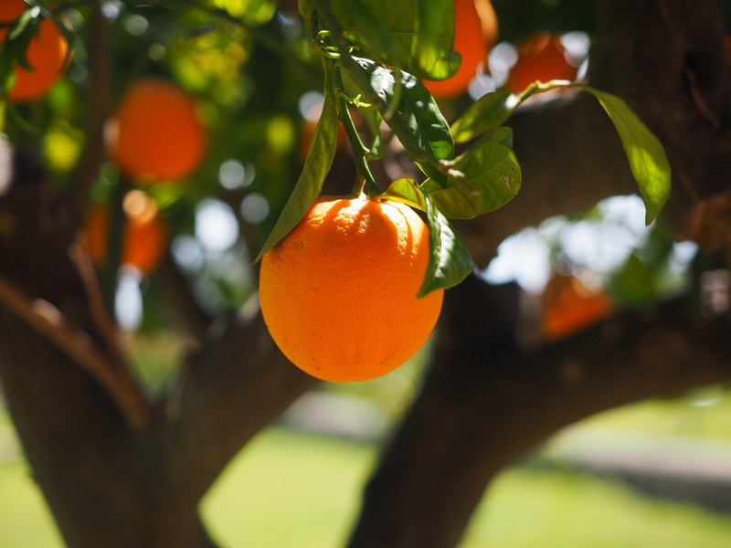 orange log tribe orange tree trunk fruit 4k