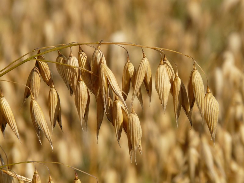 oats oat field arable cereals grain cornfield 4k