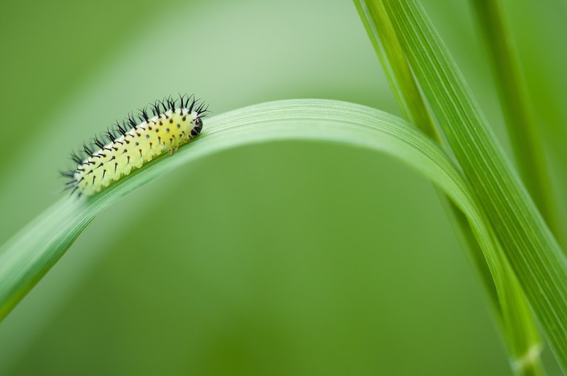 oak sawfly larva larva insect nature green 4k
