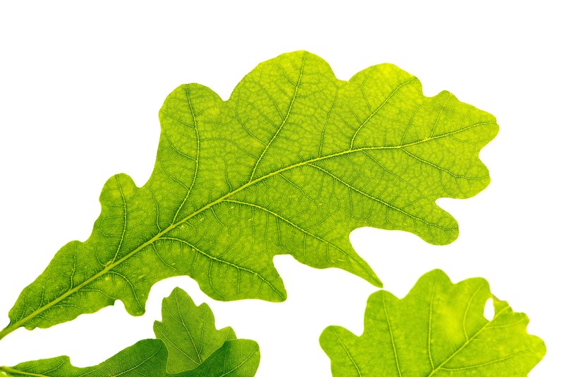 oak leaf green tree leaf green leaf leaf structure 4k