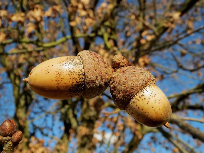 oak quercus robur english oak tree nuts macro 4k