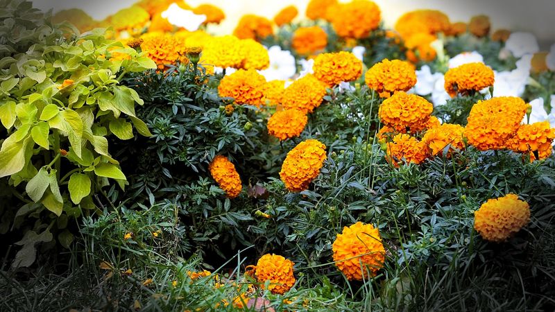velvet ribbon, flowers, flowerbed, blurring, 4k