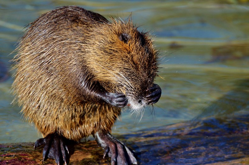 nutria rodent water rat species of rodent waters 4k