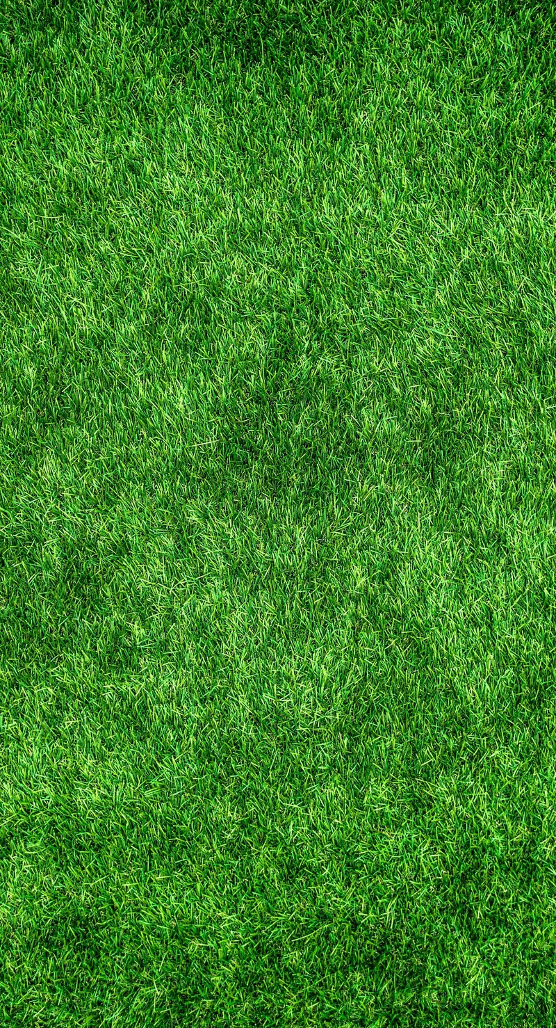 nature green abstract plants herb grass 4k