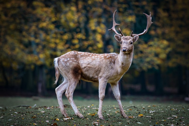 nature roe deer forest fallow deer scheu 4k