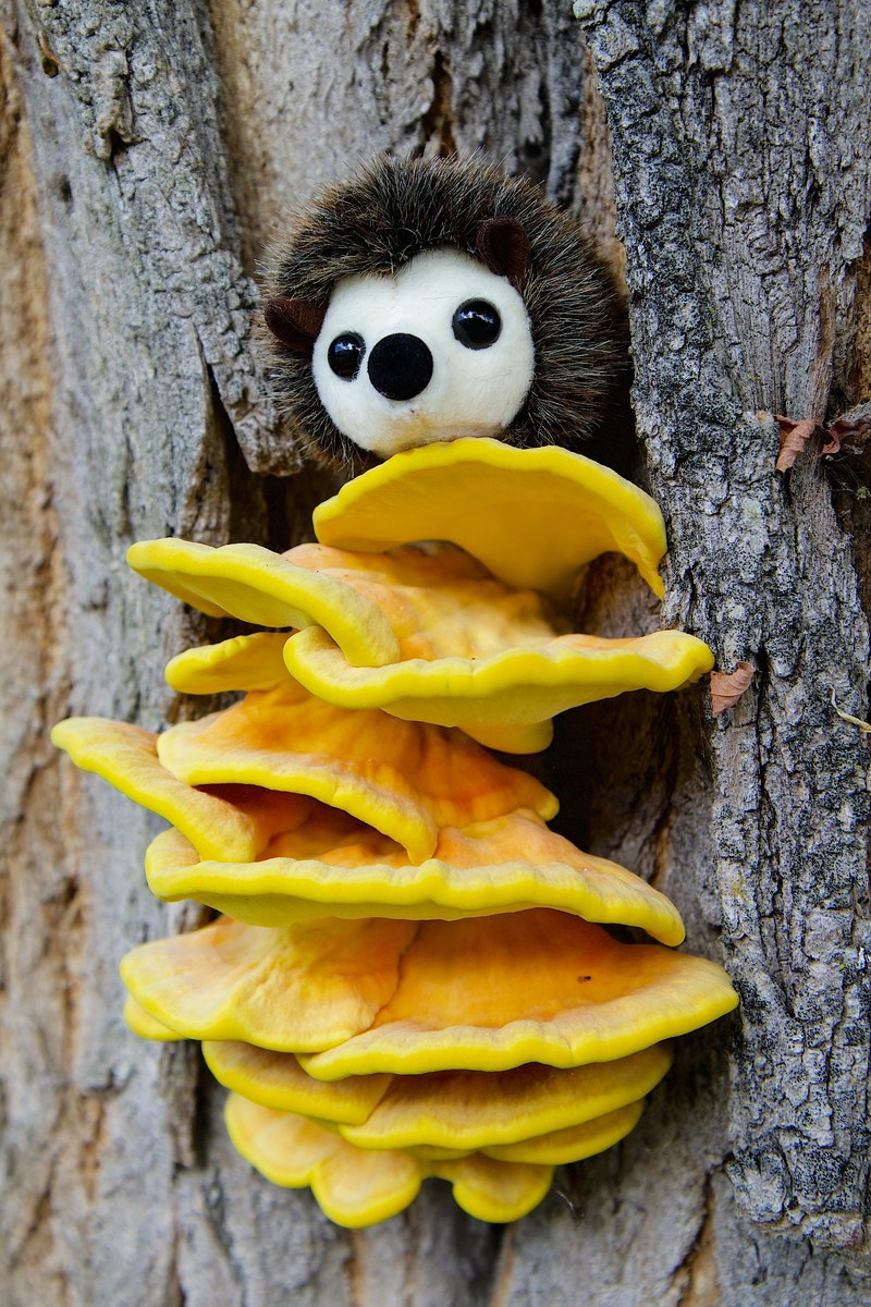 nature tree tree bark mushroom sulphur ovinus 4k