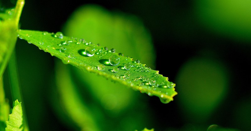 nature leaf detail drops macro 4k
