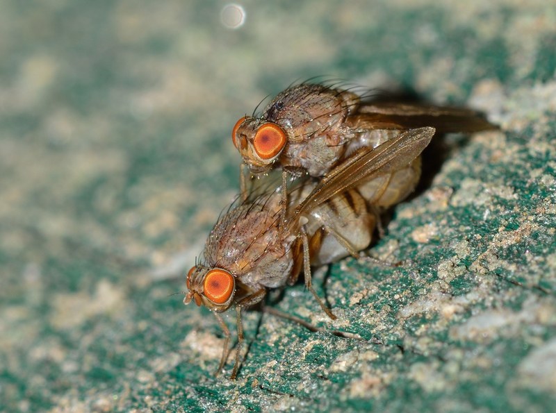 nature insects moscow coupling fly 4k