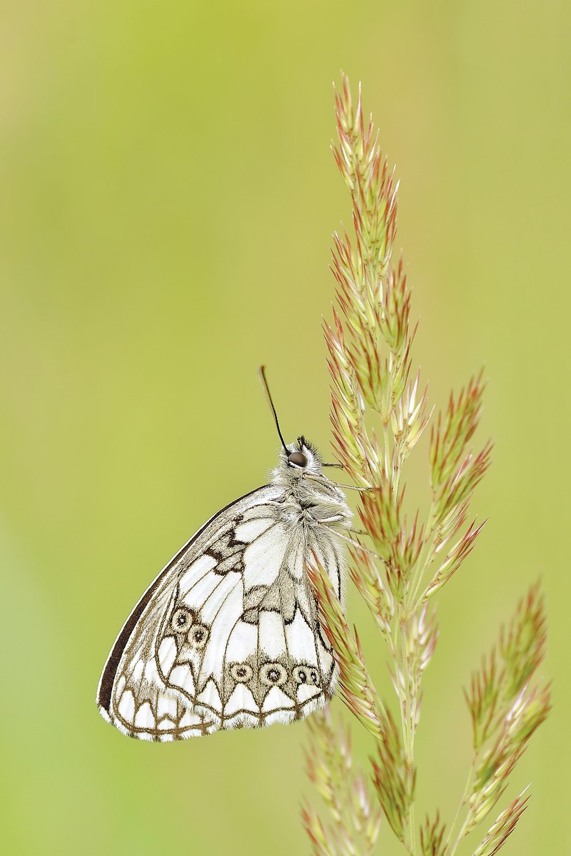 nature insect butterfly macro 4k