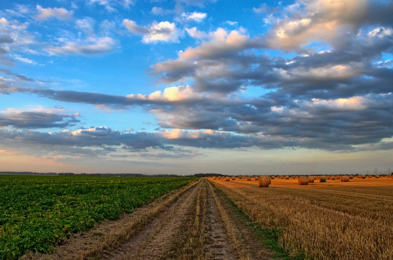 nature landscape field agriculture cereals straw 4k