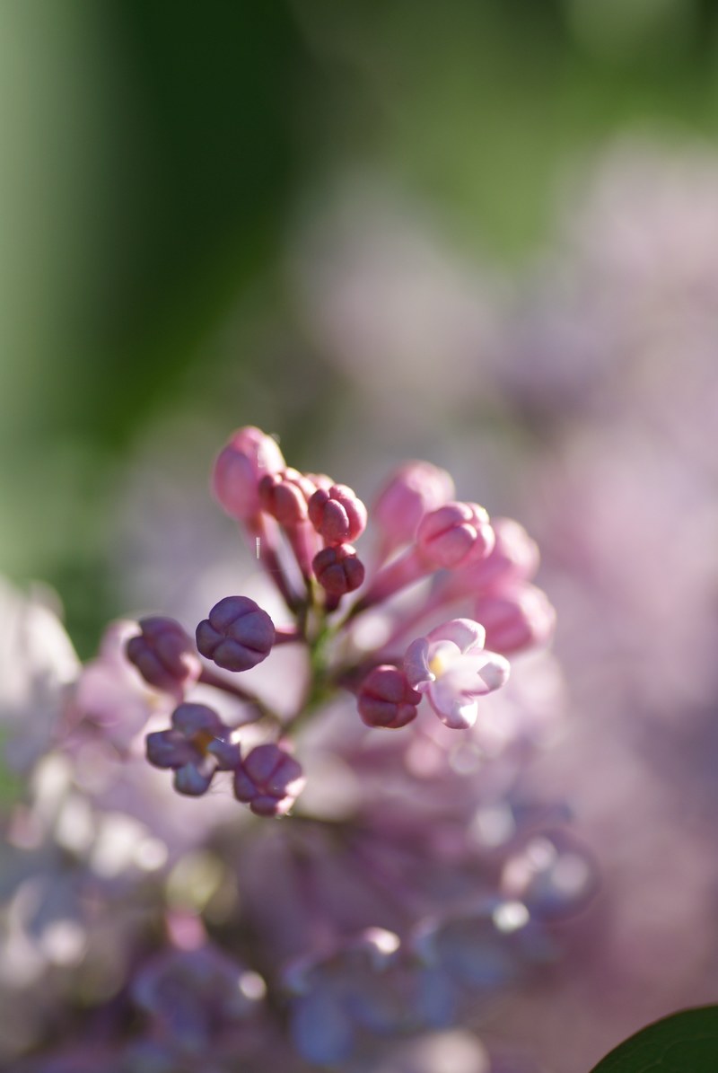 nature bush lilac pink blossom bloom purple 4k