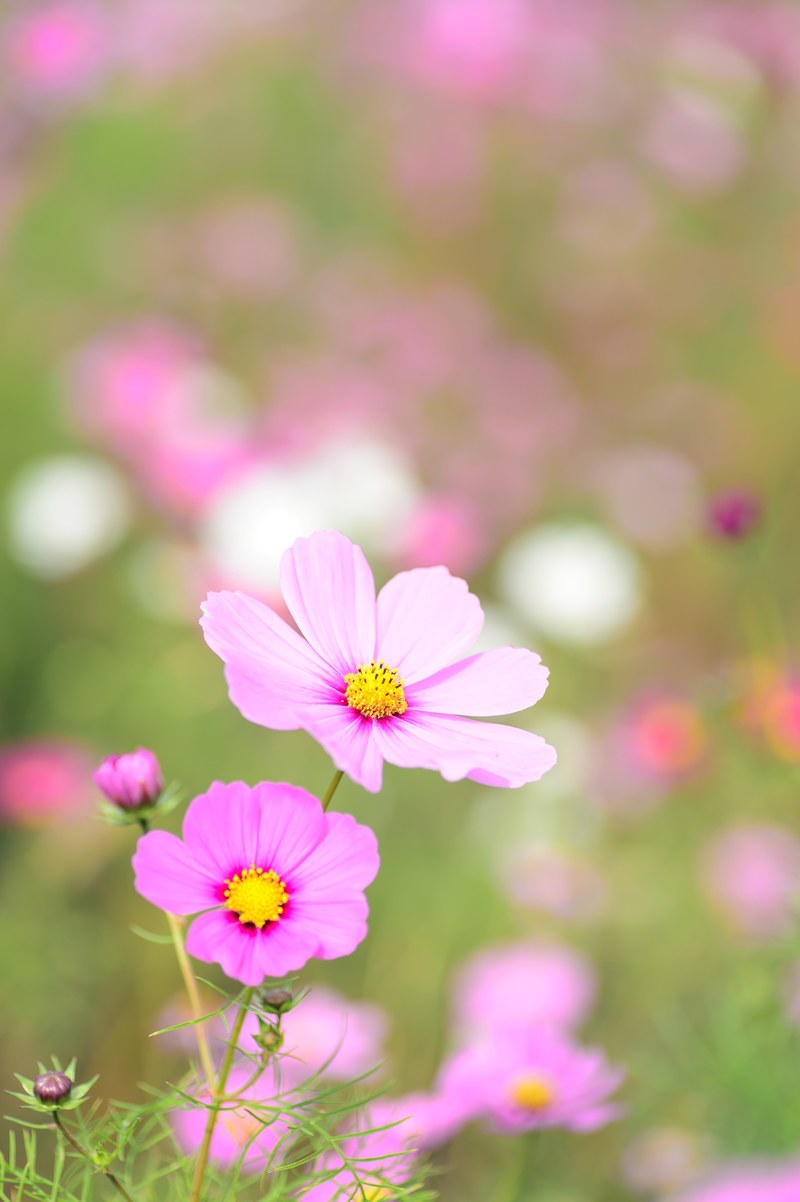 natural plant flowers cosmos autumn flowers autumn 4k